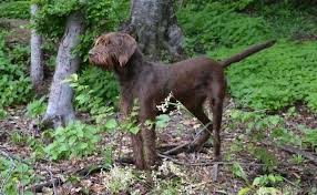 German shorthaired pointer aceo print dog art card 2.5x3.5 by ksams collectible. Pudelpointer Info Temperament Puppies Pictures