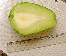 Squashes are native to the new. Chayote Wikipedia