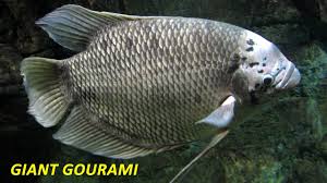 We did not find results for: Ikan Gurame Giant Gourami Youtube