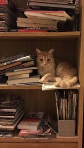 Pin By Fidan On Gattini In 2020 Cats Cats And Kittens Animals