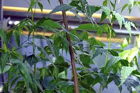 Image result for Azadirachta