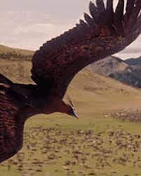See abstract phoenix bird stock video clips. Phoenix Unnatural World Wiki Fandom