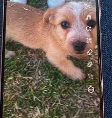 Giving away a timid black puppy in Tolaga Bay