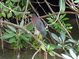 Birds Of Western North Carolina Book North Carolina Mountain Birds Green Heron A Summertime Visitor To The Asheville Area North Carolina Mountains Green Heron Western North Carolina