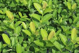 On one of them a couple leaves turned yellow and dropped off and now all the leaves are drooping downward, but haven't fallen off. Sweet Viburnum For Sale Buy Viburnum Plants Online Perfect Plants
