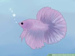 How To Tell If A Betta Fish Is Sick In 2020 Betta Fish Care Betta Pet Fish