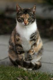 Circus Tom One Of The Rogue Group He Is Young But Super Loyal To His Leader Sharpeye Rp By Music Hayvan Kedi Cats