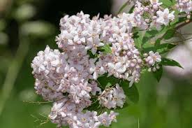 Image result for Deutzia x hybrida ′Mont Rose
