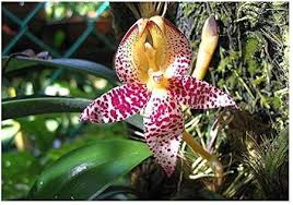 Image result for Bulbophyllum comatum