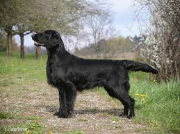 Image result for flat coated retrívr