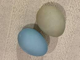 When you purchase chicken eggs at the market, they usually have white or brown shells. Dyeing Dino Eggs Natural History Museum