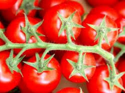 Preheat the broiler on low. Backyard Farms Rips Up Replants Entire Tomato Crop Due To White Fly Invasion Perishable News