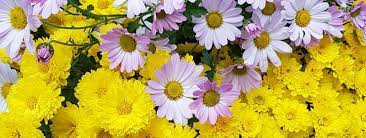 Dividing helps control the size of plants, rejuvenates them, and increases the number of. Fall Perennials Add Some Colour To Your Landscape Landscape Ontario