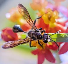 Wer voller panik zum chemischen insektizid greift, unterschätzt die intelligenz der disziplinierten, hervorragend organisierten insektengemeinschaft. Fliegende Ameisen Erkennen Und Bekampfen