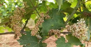 Image result for peronospora grapevine