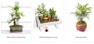 Bir ağaç ile aynı doğal özelliklere sahip olması nedeniyle yetiştirmek için en az 5 yıl harcamanız gerekiyor. Bonsai Agaci Nasil Yetistirilir 20 Kritik Bakim Ipucu