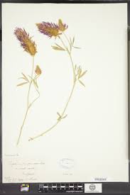 Image result for Trifolium purseglovei