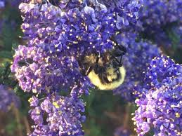 Maybe you would like to learn more about one of these? How To Garden For Bees Word Of Mouth Magazine