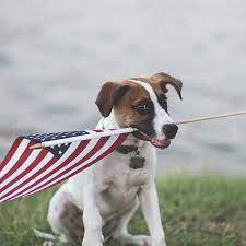 Click on the name of the breed for a complete description of the breed. Made In America Dog Breeds Baxterboo