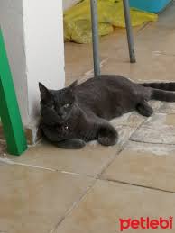 Petlebi Com On Twitter Izmir Kedi Russian Blue Tekir Kirmasi Ucretsiz Https T Co Nsyrr9cq2x