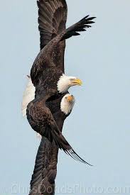 Birds That Look Like Bald Eagles Mating In Flight So Beautiful Bald Eagle Animals Beautiful Pet Birds