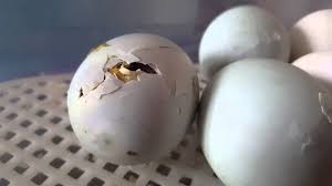 Following are the conditions recommended for incubation and hatching: Runner Duck Hatching From Egg Cute Duckling Youtube