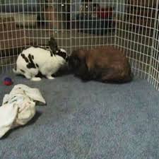 They have specific needs in order to live a long, happy and healthy life. How To Get Two Rabbits To Become Friends Howcast