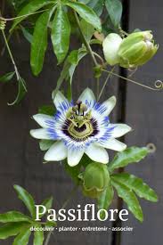 Passionflower Passion Flower In 2020 Passion Flower Flowering Vines Flowers