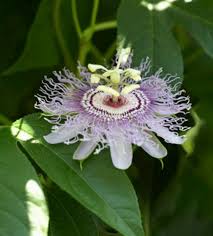 Pin On Garden Ideas