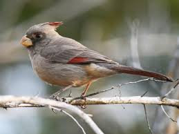 Image result for Pycreus sulcinux