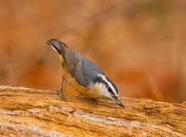 Birds Native To Oklahoma A Red Breasted Nuthatch Forages Near Lake Thunderbird In Norman Photo By Lindell Dillon Bird Species Outdoor Park Travel And Tourism