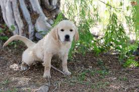 Thats how you know that she has to go outside ignore your puppy when he jumps up, rather than giving him attention. Weaning Your Puppy Off Puppy Pads In Favour Of Toileting Outside Pets4homes