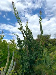 Macrantha is a shrubby species from south africa that grew well for a few mild. White Orchid Tree Bauhinia Aculeata Tropical Looking Plants Other Than Palms Palmtalk