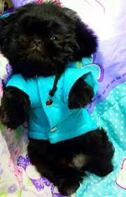 All Colors And Color Combinations Are Acceptable For Showing But All Black Is Something I Ve Not Seen Before Cute Baby Animals Pekingese Puppies Baby Animals