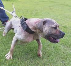 If a date is shown after a dog's registration number (ex: American Pit Bull Terriers