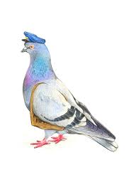 Carrier Pigeon Drawing Google Search Bird Illustration Bird Art Watercolor Bird