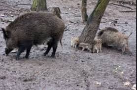 Chasse au domaine de bonnecoste (46) 29 janvier 2016 9 juin 2017. La Federation De Chasse Monte Aux Creneaux Le Journal Du Gers