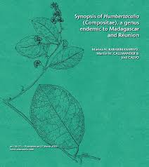 Image result for Austrosynotis rectirama