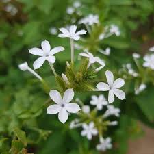 Image result for Plumbago zeylanica