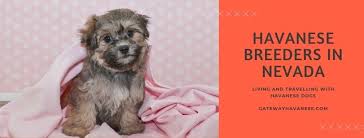 Check spelling or type a new query. Havanese Breeders In Nevada Gateway Havanese