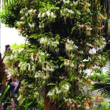 Image result for Cyrtorchis neglecta