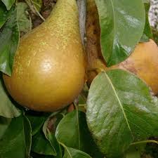 Pear trees are a lovely addition to your home or garden and may eventually produce delicious fruit. Conference Pear Tree Young Mature Pear Trees For Sale