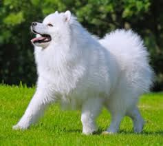 The only online puppy site that works with american humane to keep dogs healthy and safe. Samoyed Health Problems Feeding
