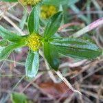 Image result for Flaveria trinervia