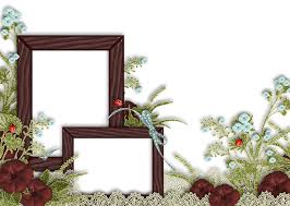 Cornice arancione fiori di ibisco. Telaio Cornice Per Foto Primavera Immagini Gratis Su Pixabay