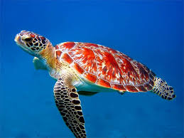 Top 27 Sea Animals Wallpapers In Hd Beautiful Sea Creatures Sea Turtle Pictures Animals Beautiful