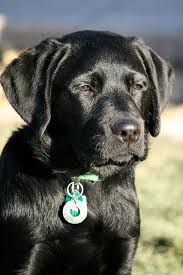 Labrador Retriever Intelligent And Fun Loving Yavru Kopek Kopek Hayvanlar