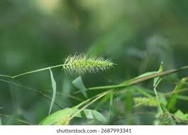 Image result for Setaria longiseta