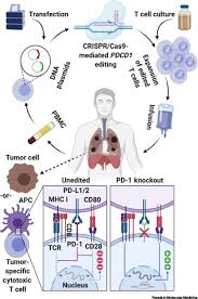 When the first signs and symptoms do occur, they may include cough, chest pain, weight loss, poor symptoms of lung cancer often do not appear until the cancer is advanced. First Trial Of Crispr Edited T Cells In Lung Cancer Sciencedirect