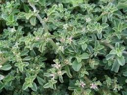 Image result for Galenia procumbens